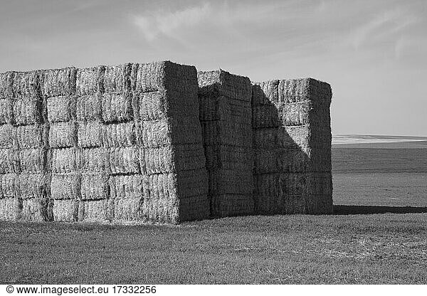 Large stack of hay bales  black and white