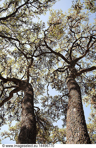 Large Tree Branches Against Blue Sky Low Angle View Texas USA