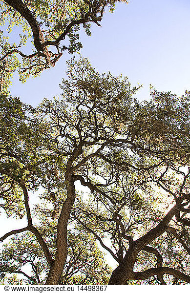 Large Tree Branches Against Blue Sky  Low Angle View  Texas  USA