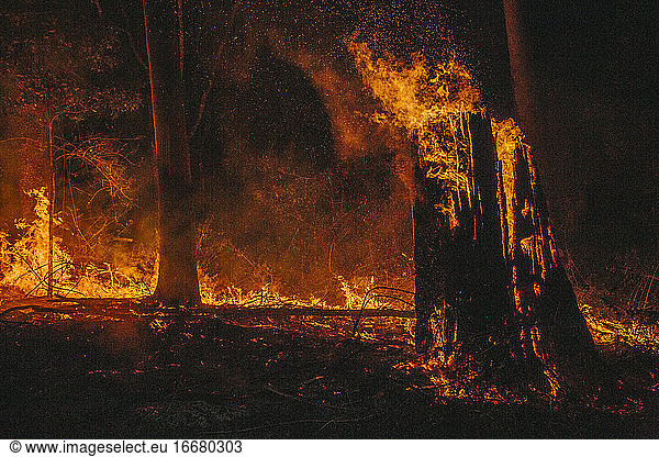 Large tree on fire in burning forest in Queensland Austrlia