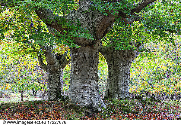 Large trees at Gorbea Natural Park