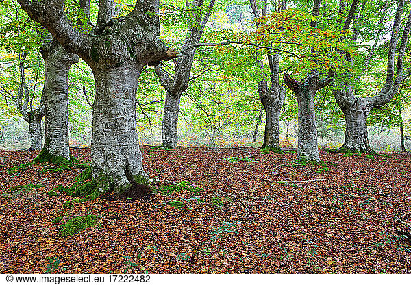 Large trees by fallen leaves in Gorbea Natural Park