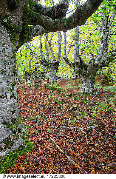Large trees in Gorbea Natural Park during autumn