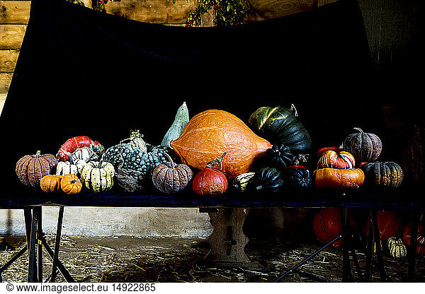 Large variety of freshly harvested pumpkins on black table.