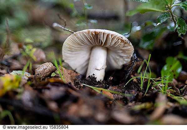 Large white mushroom growing in soil on forest floor in California