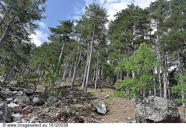 Laricion Pine (Pinus nigra var. maritima) forest  Gorges de l'Asco  Regional Natural Park of Corsica.