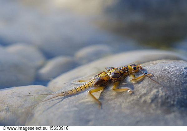 Larva of stonefly on stone in shallow water at Isar River  Bavaria  Germany