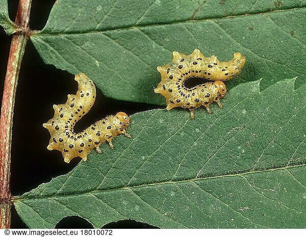 Larven der Ruderblattwespe (Pristiphora geniculata)  die sich vom Blatt der Ruderblattwespe (Sorbus aucuparia) ernähren