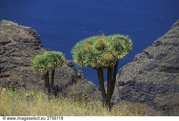 Las Tricias  Kanarischer Drachenbaum (Drago)  Dracaena draco  La Palma  Kanarische Inseln