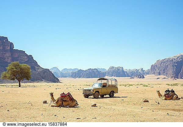 Lastwagen mit Allradantrieb und Kamel im Schutzgebiet Wadi Rum  Jordanien