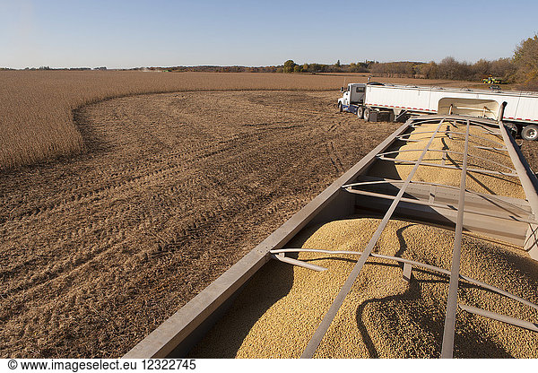 Lastwagenladung Sojabohnen bei der Ernte  in der Nähe von Nerstrand; Minnesota  Vereinigte Staaten von Amerika