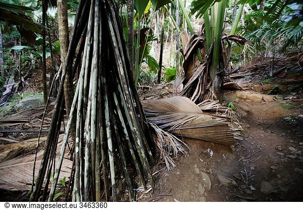 Latannyen lat roots verscaffeltia splendida in Vallee de Mai,  Praslin,  Seychelles