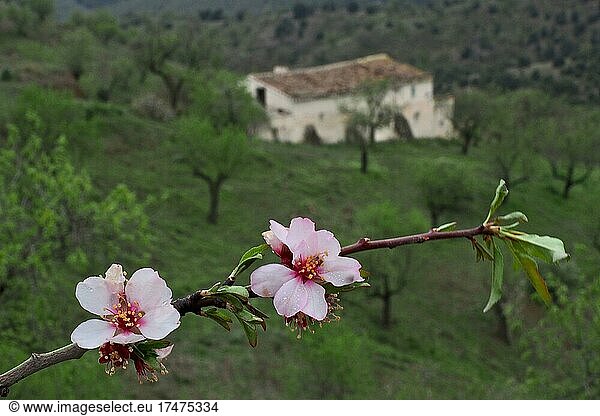 Late almond blossom with Andalusian country house  finca  almond blossom  branch with almond blossoms  almond plantation  Velez Rubio  Andalusia  Spain  Europe
