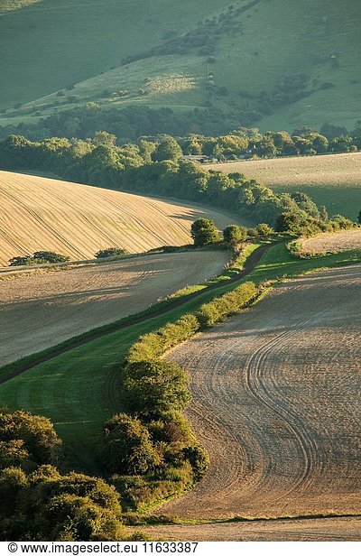 Late summer afternoon in South Downs National Park near Lewes  East Sussex  England.