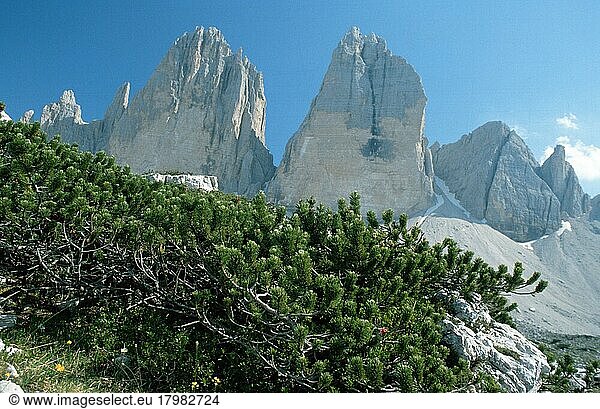 Latschenkiefer (Pinus mugo)  Drei Zinnen  Dolomiten  Italien  Europa