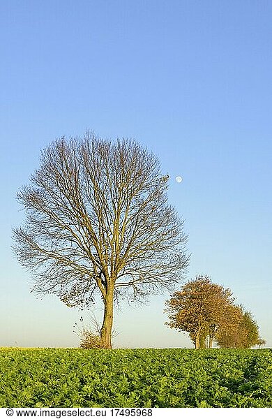 Laubbäume am Feldweg im Herbst  Zwischenfrucht Acker-Senf (Sinapis arvensis) in Blüte  blauer Himmel und Mond  Nordrhein-Westfalen  Deutschland  Europa