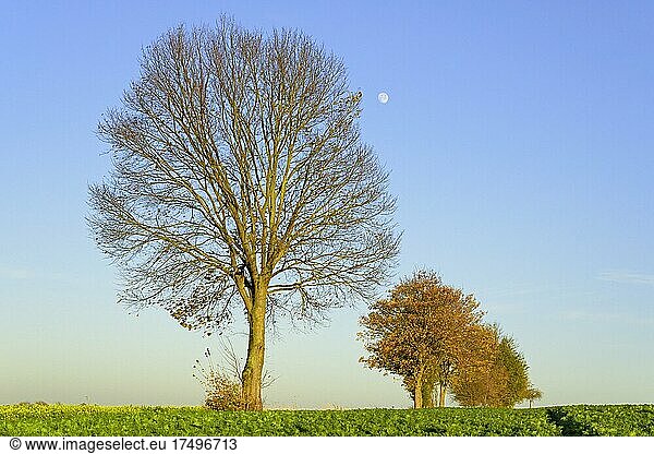 Laubbäume am Feldweg im Herbst  Zwischenfrucht Acker-Senf (Sinapis arvensis) in Blüte  blauer Himmel und Mond  Nordrhein-Westfalen  Deutschland  Europa