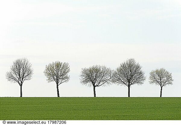 Laubbäume  Baumreihe am grünen Getreidefeld  Nordrhein-Westfalen  Deutschland  Europa
