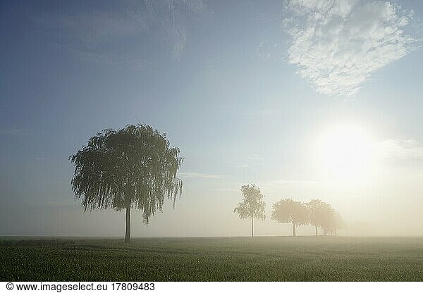 Laubbäume im Nebel bei Sonnenschein  Nordrhein-Westfalen  Deutschland  Europa