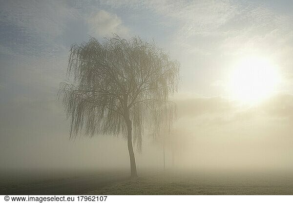 Laubbäume im Nebel bei Sonnenschein  Nordrhein-Westfalen  Deutschland  Europa