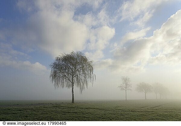 Laubbäume im Nebel  blauer Wolkenhimmel  Nordrhein-Westfalen  Deutschland  Europa