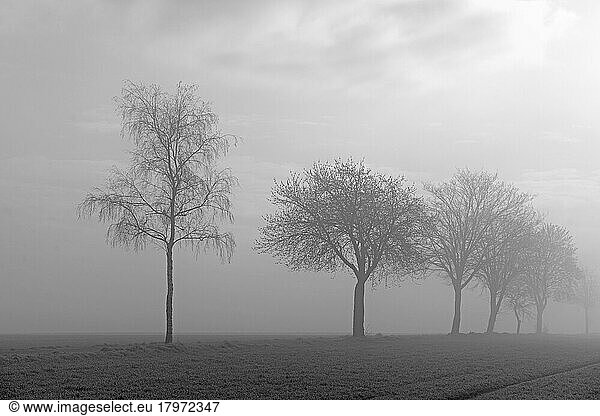 Laubbäume im Nebel  schwarzweiß  Nordrhein-Westfalen  Deutschland  Europa