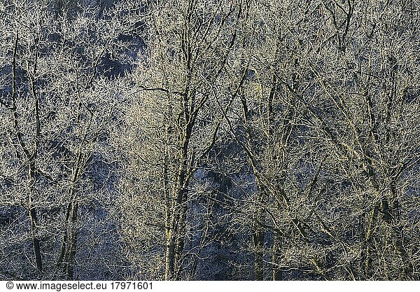 Laubbäume mit Raureif  Naturpark Arnsberger Wald  Nordrhein-Westfalen  Deutschland  Europa