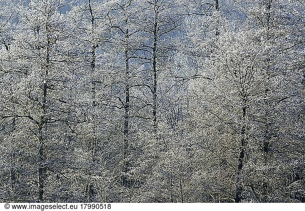 Laubbäume mit Raureif  Naturpark Arnsberger Wald  Nordrhein-Westfalen  Deutschland  Europa