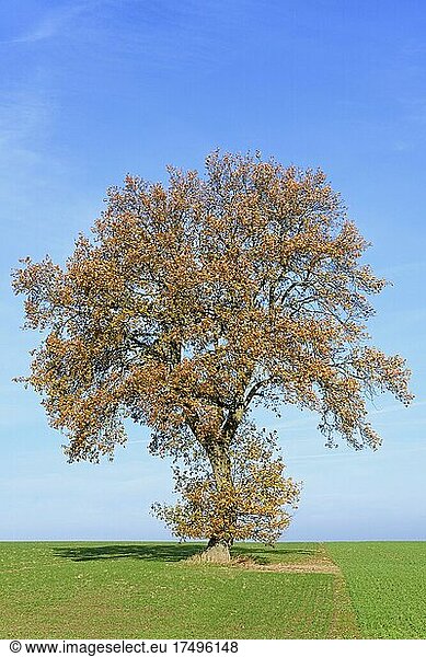 Laubbaum  Eiche (Quercus)  alter Feldbaum mit Herbstlaub  blauer Himmel  Nordrhein-Westfalen  Deutschland  Europa