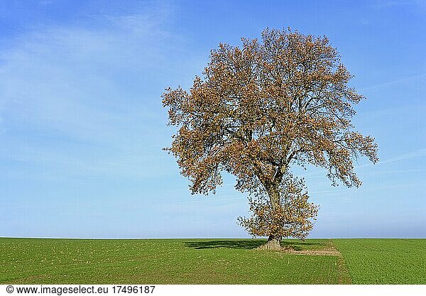 Laubbaum  Eiche (Quercus)  alter Feldbaum mit Herbstlaub  blauer Himmel  Nordrhein-Westfalen  Deutschland  Europa