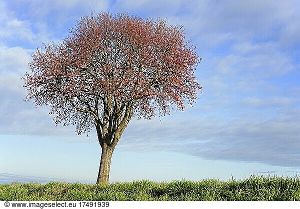 Laubbaum  Mehlbeere (Sorbus aria)  Solitärbaum mit roten Früchten  Nordrhein-Westfalen  Deutschland  Europa