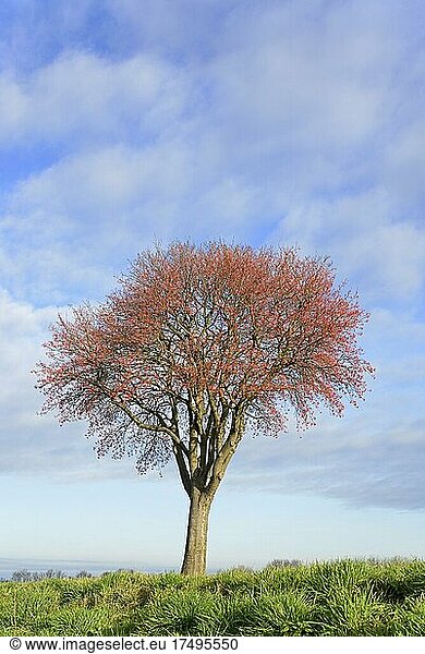 Laubbaum Mehlbeere (Sorbus aria) Solitärbaum mit roten Früchten Nordrhein-Westfalen Deutschland Europa