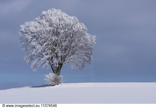 Laubbaum mit Raureif und Schnee  Winterlandschaft  bei Bautzen  Sachsen  Deutschland  Europa