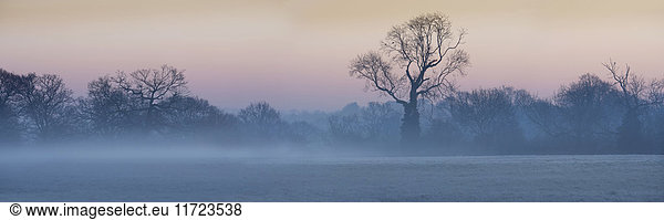 Laublose Bäume im Nebel bei Sonnenaufgang; Surrey  England