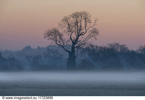 Laublose Bäume im Nebel bei Sonnenaufgang; Surrey  England
