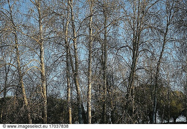 Laublose Bäume im Winter. Die Straße nach Santiago de Madrid  die durch die Provinz Valladolid führt. Kastilien und León. Spanien.