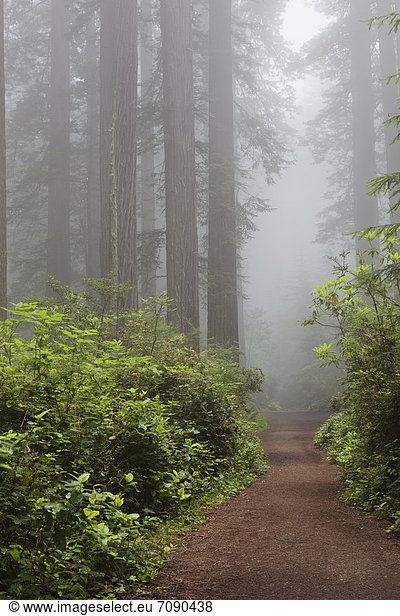 Laubwald  Baum  Weg  Dunst  groß  großes  großer  große  großen  Frische  Marienkäfer  Hain
