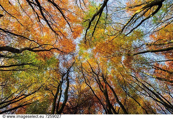 Laubwald Farbe Farben zeigen Baum Nostalgie Holz Herbst Buche Buchen England