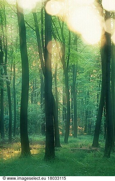 Laubwald im Morgenlicht  im Frühling  Nordrhein-Westfalen  Deutschland  Europa  Gegenlicht  abstrakt  Doppelbelichtung  Highkey  weich  weich  vertikal  Landschaften  Europa