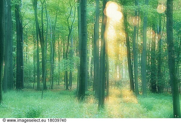 Laubwald im Morgenlicht  im Frühling  Nordrhein-Westfalen  Deutschland  Europa  Gegenlicht  abstrakt  Doppelbelichtung  weich  Landschaften  Querformat  horizontal  unscharf  Europa