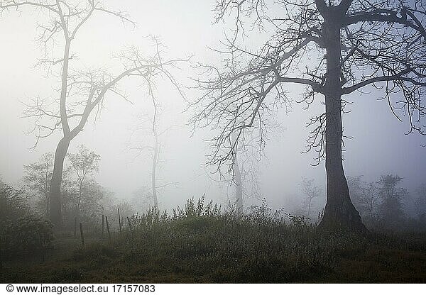 Laubwald im Morgennebel in der Ökoregion Terai. Nepal.