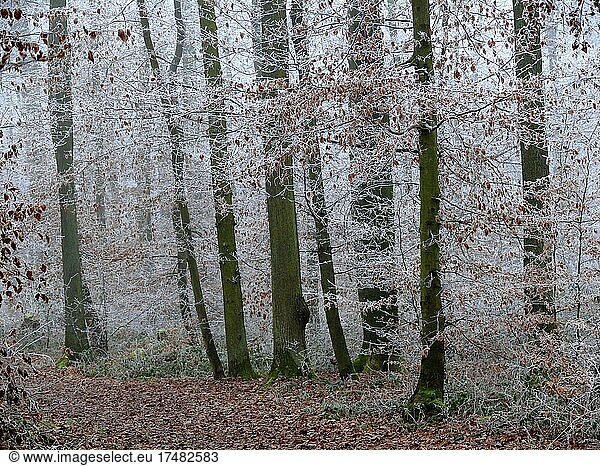 Laubwald mit Raureif im Winter