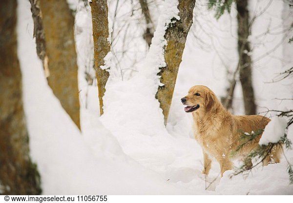 Laubwald Schnee Hund Golden Retriever