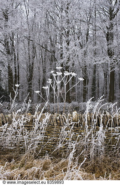 Laubwald Tag Cotswolds Frost Gloucestershire