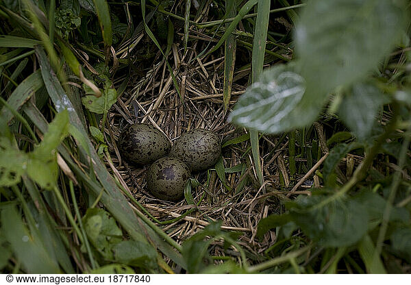 Laughing gull eggs and nest on the Project Puffin site Eastern Egg Rock Island  Maine.