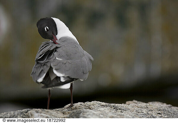 Laughing gull  Larus atricilla  on Eastern Egg Rock Island  Maine.