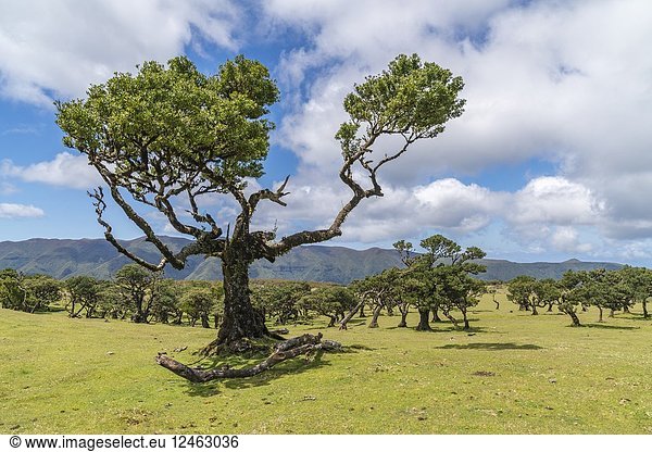 Laurel trees in the Laurisilva Forest  UNESCO World Heritage Site. Fanal  Porto Moniz municipality  Madeira region  Portugal.