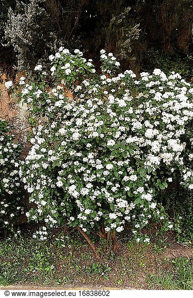 Laurustinus viburnum (Viburnum tinus) is an evergreen shrub native to Mediterranean Basin. This photo was taken in Barcelona province  Catalonia  Spain.