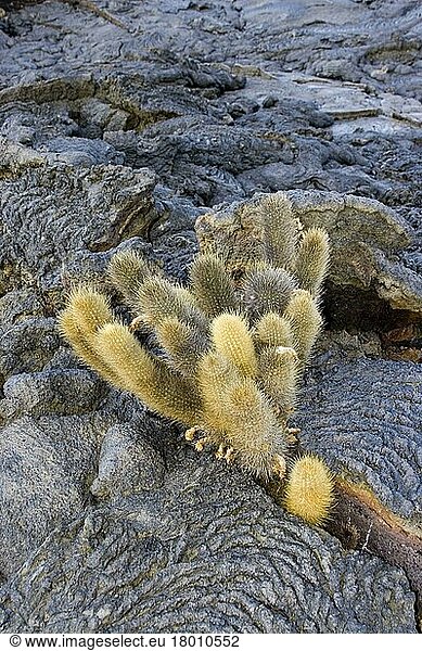 Lava cactus (Cactaceae) (Brachycereus nesioticus)  Lava Cactus Galapagos islands