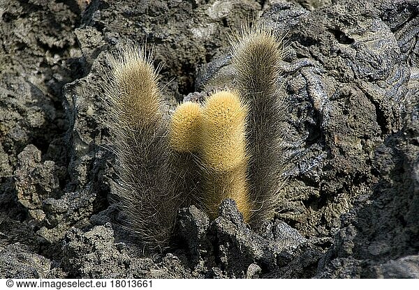 Lava Cactus (Cactaceae)  Galapagos Lava Cactus